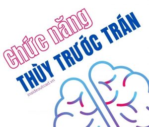 Chức năng thùy trước trán