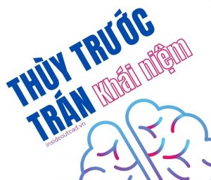 Khái niệm thùy trước trán