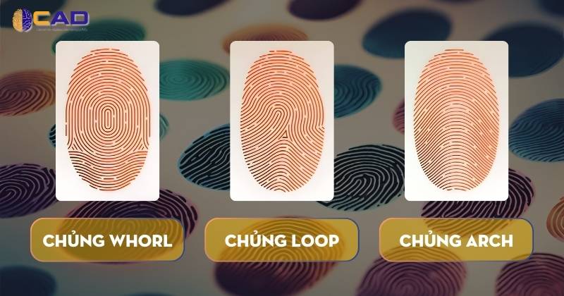 Các chủng vân tay phổ biến - Chủnng Whorl - Chủng Loop - Chủng Arch - CAD