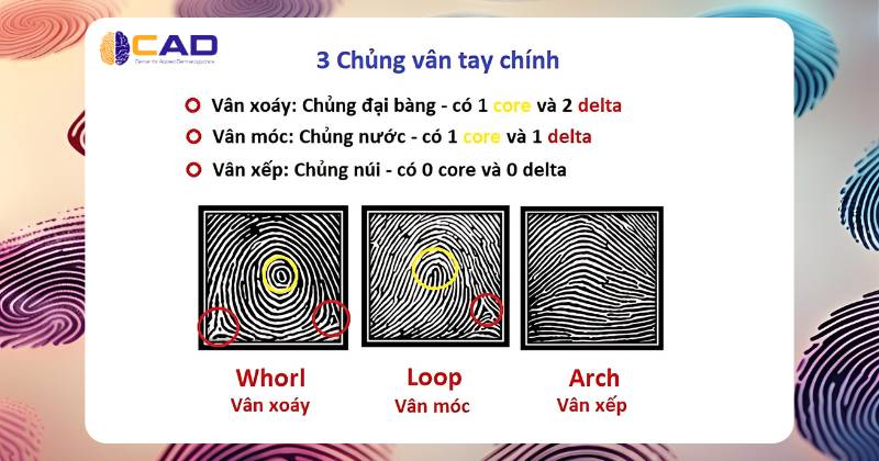 Cách nhận diện các chủng vân tay nhanh chóng
