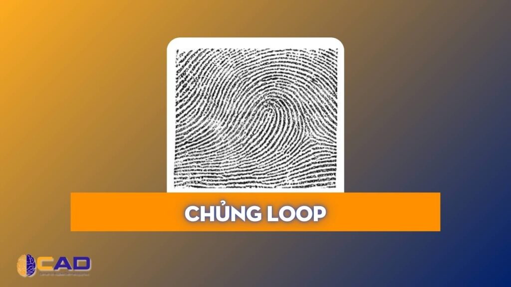 Sinh trắc vân tay là gì - Chủng Loop