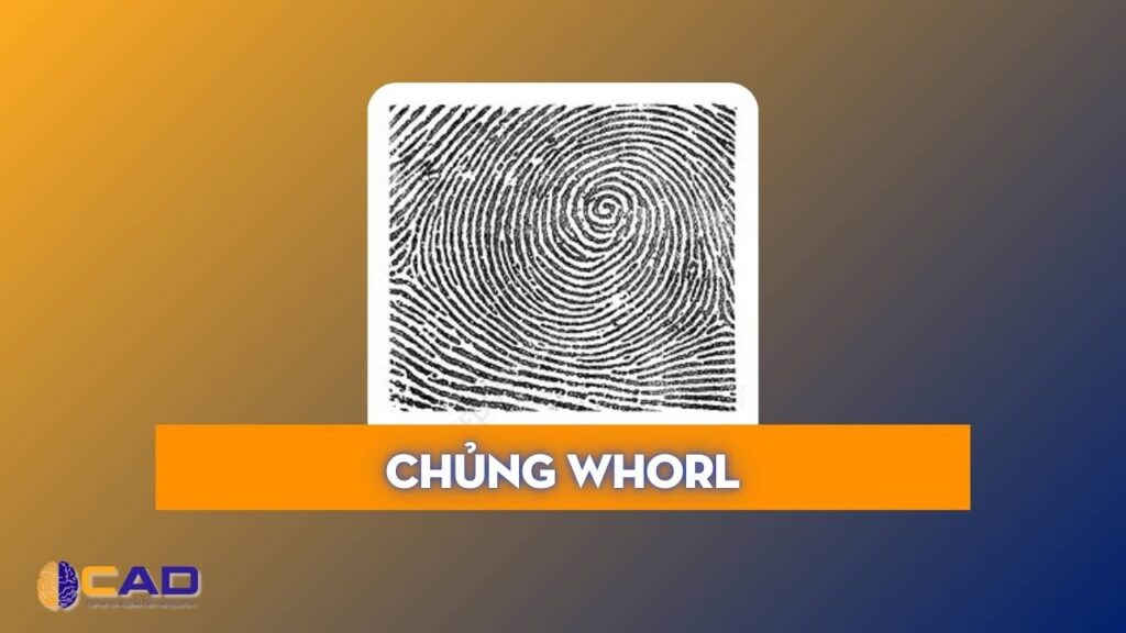 Sinh trắc vân tay là gì - chủng Whorl