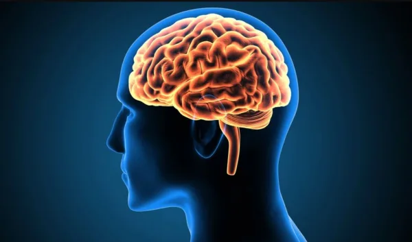 Thùy Trán Là Gì Cấu Trúc, Chức Năng Và Vai Trò Trong Phát Triển Trí Tuệ